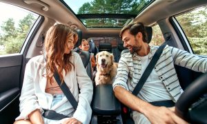9 Stress-Reducing Tips for Moving With a Pet