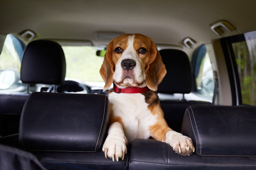 A beagle in the back seat of an SUV.