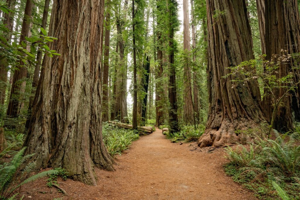 A trail through giant redwood trees.
