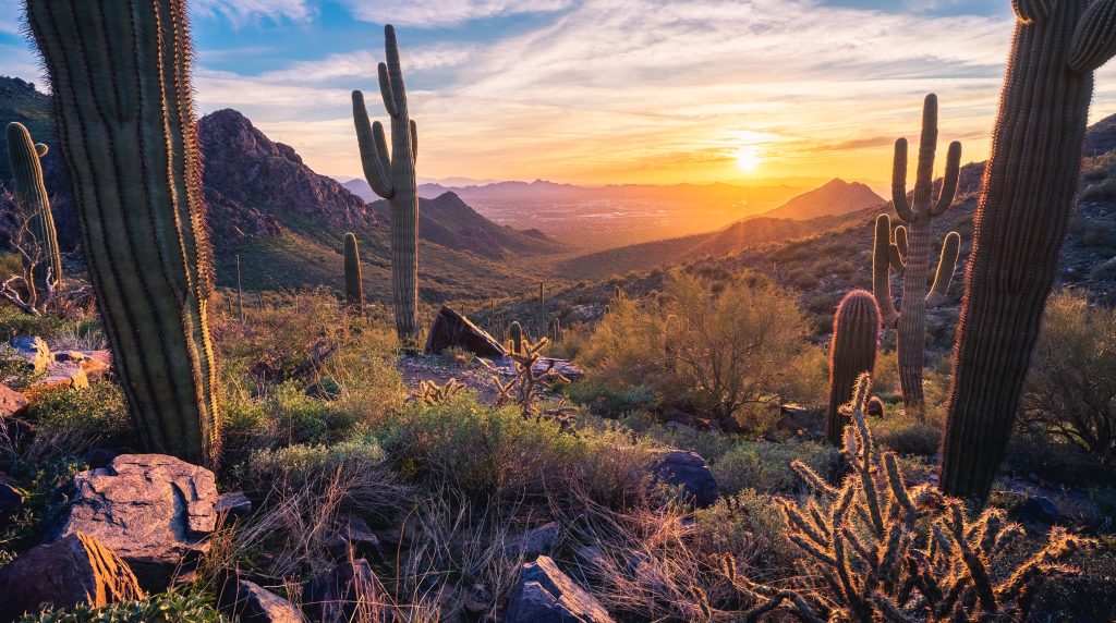 The desert near Phoenix, Arizona, with saguaro cacti all around.