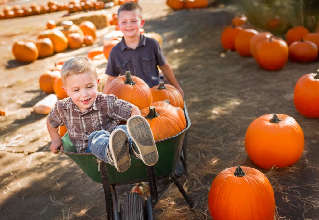 Two young boys playing in a pumpkin patch, one pushing the other in a wheelbarrow.